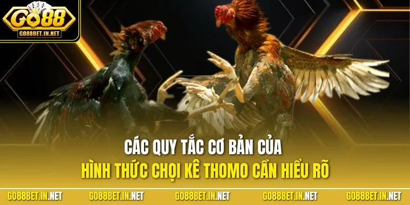 Các quy tắc cơ bản của hình thức chọi kê Thomo cần hiểu rõ